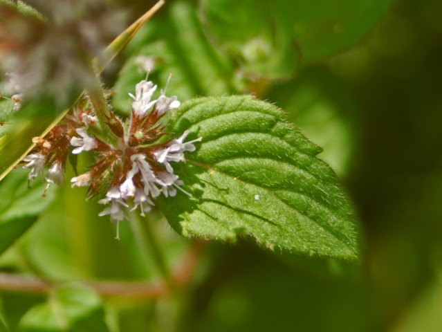 Menta cfr. acquatica